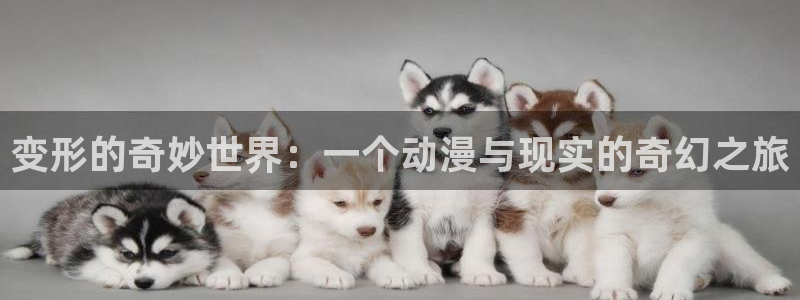 动漫岛官方版